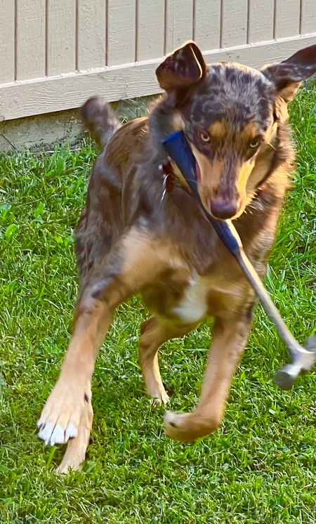 Buddy