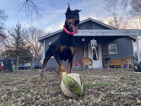 Koda 