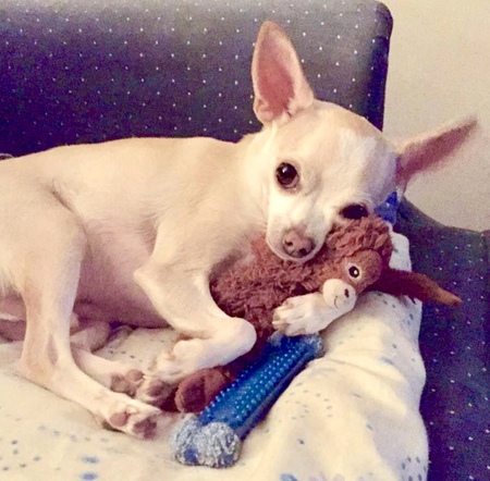 Chico