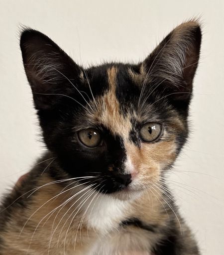 Callie