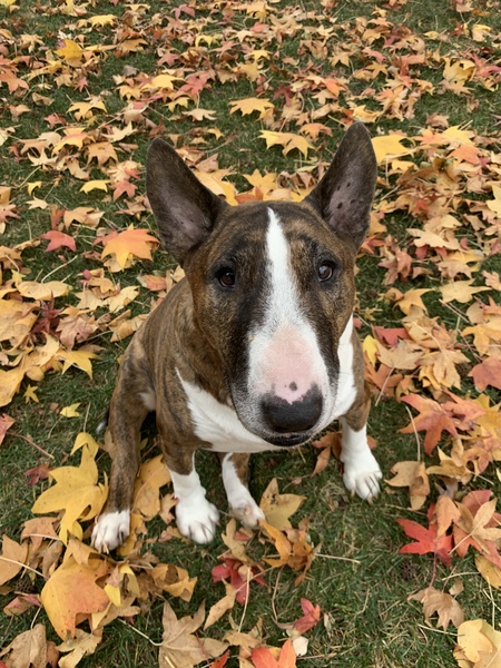 Wally
