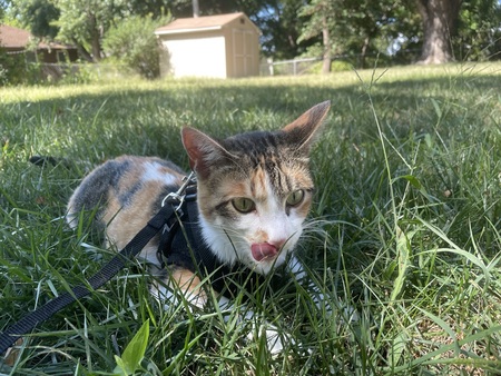 Coco
