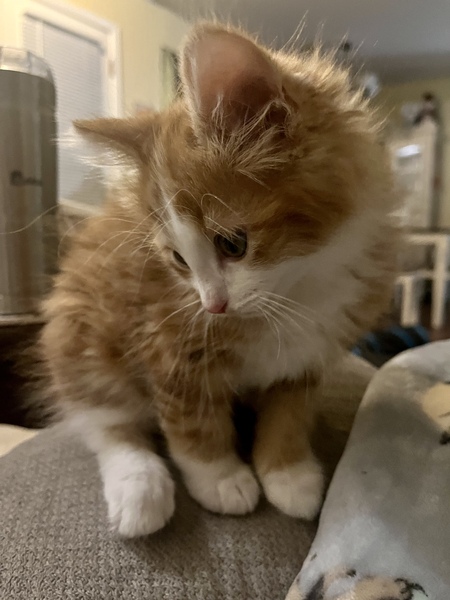 Rajah