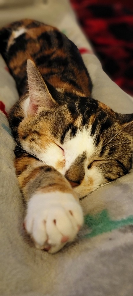 Cori