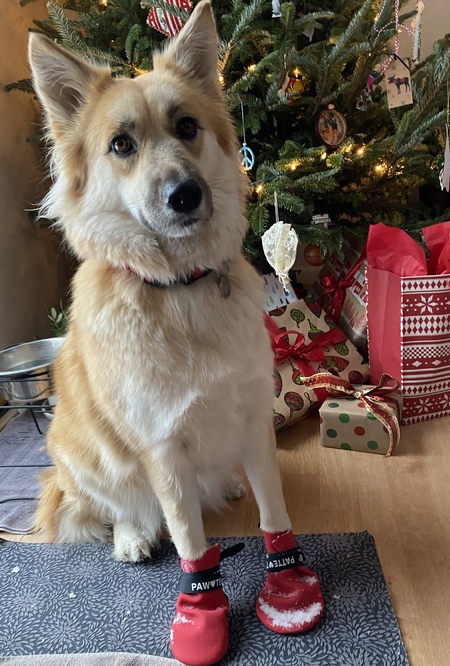 Stella