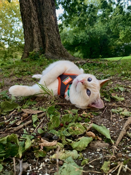 Jasper