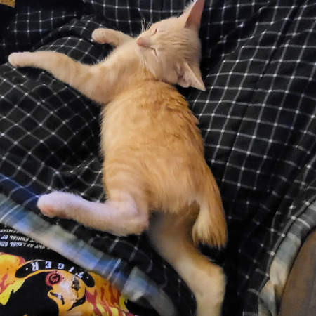 Binx