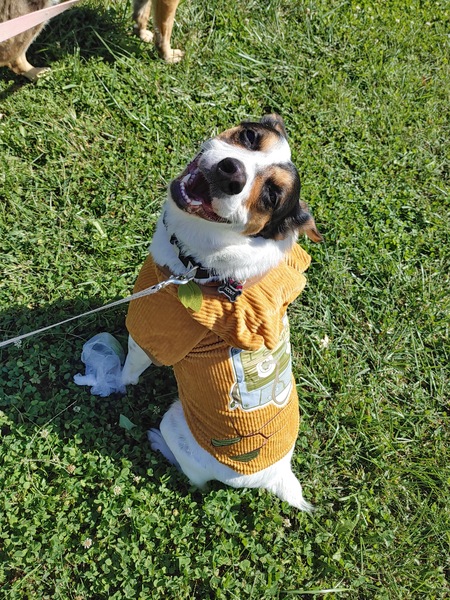 Entry image for Scout. Clicking this image will show a larger photo