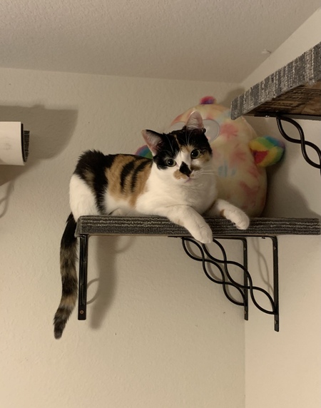 Jellie