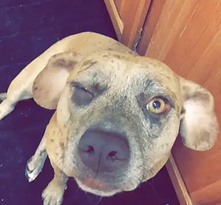 Talulah