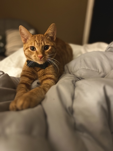 Ash