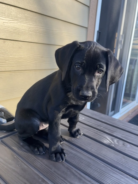Remi