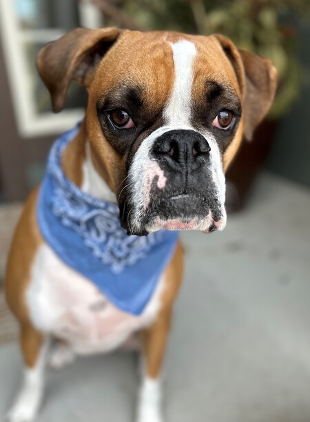 Rosie