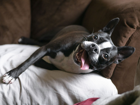 Pepper