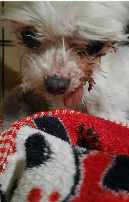 Bre - superhero puppymill survivor 