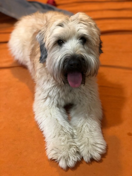 Truman