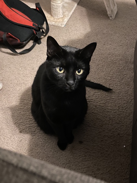 Mae