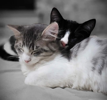 Alfred and Jellybean
