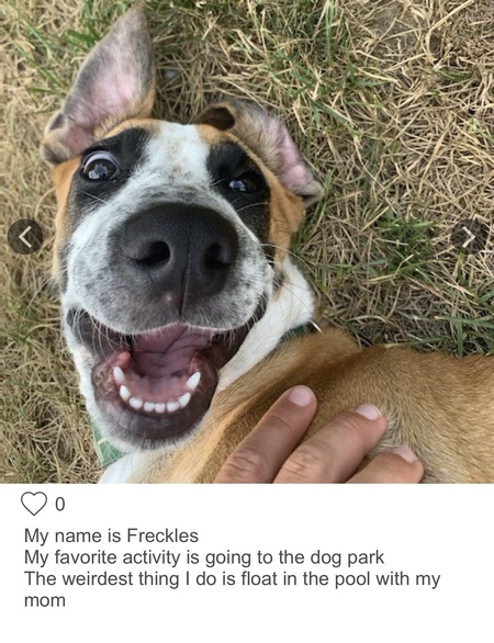 Freckles