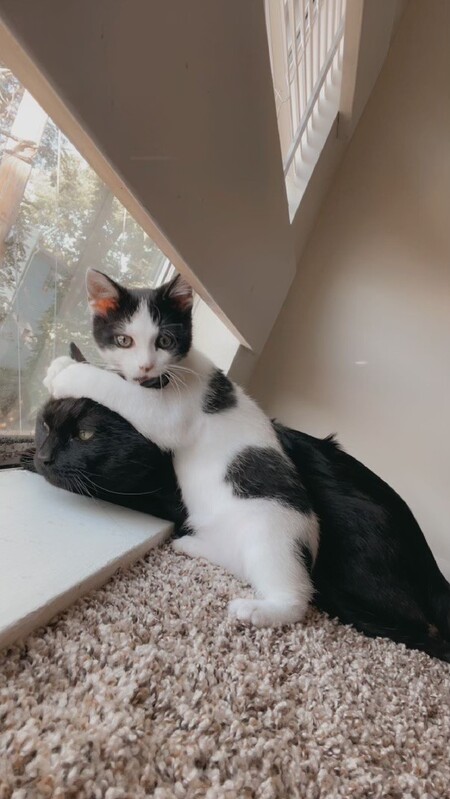 Arlo and Taz
