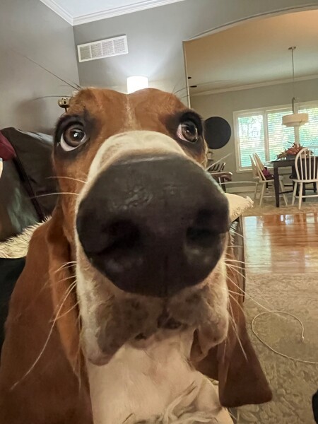 Gus