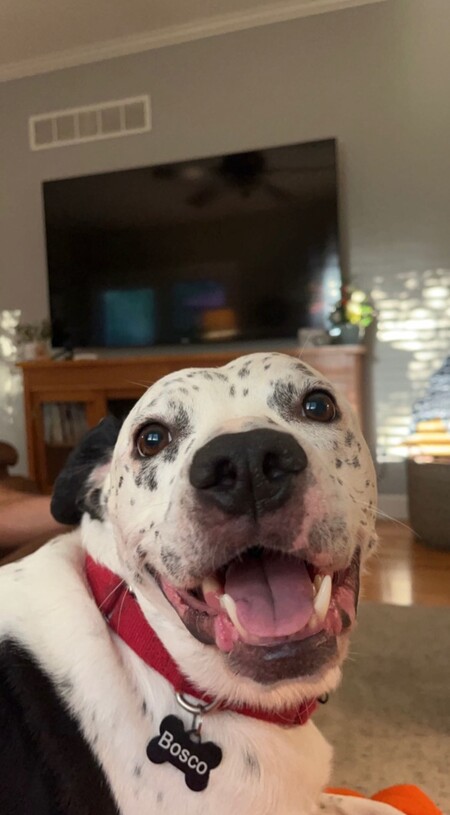 Bosco