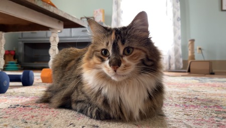Gus