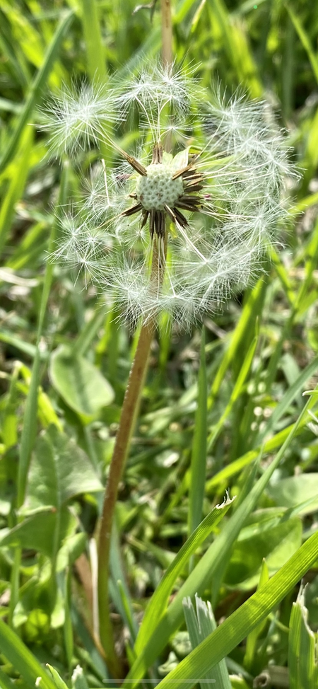 Granted Wishes