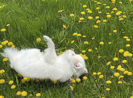 Dandy Dandelions