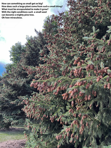 Pining for Pinecones