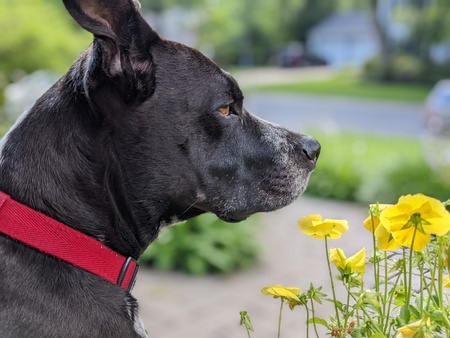 Tuxedo with Pansies