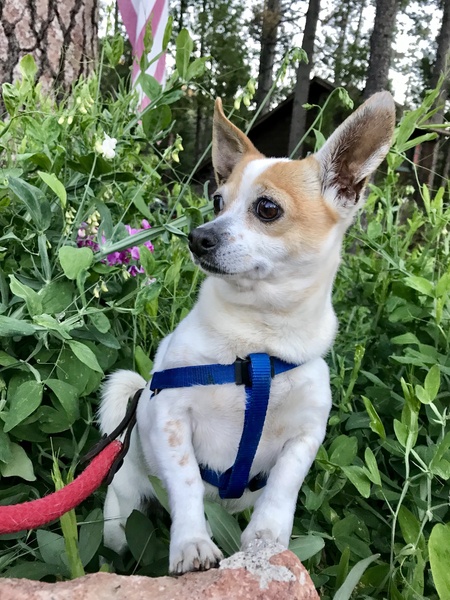 Rosie