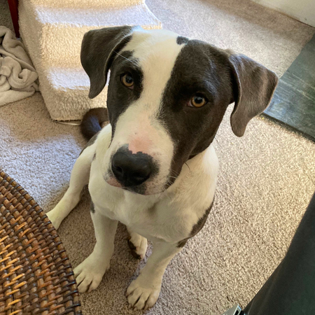 Dottie Mayday