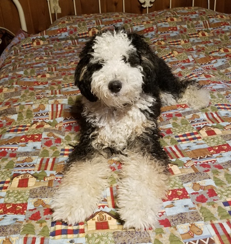Ralphie