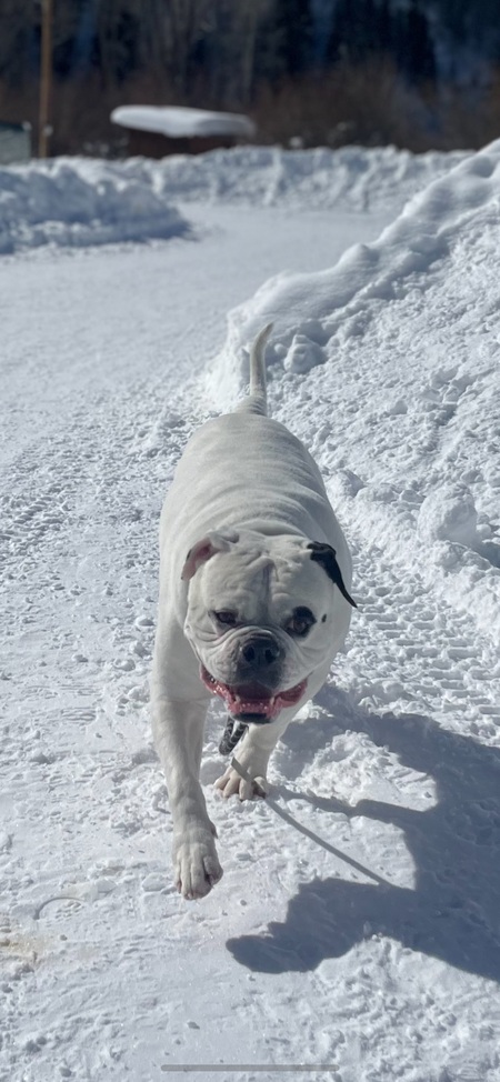 Bubba - The Mountain Bulldog