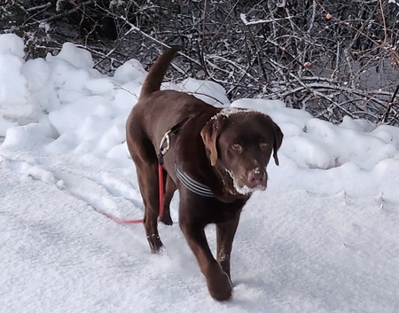 Tucker