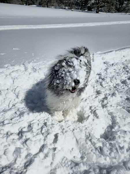 Mikko