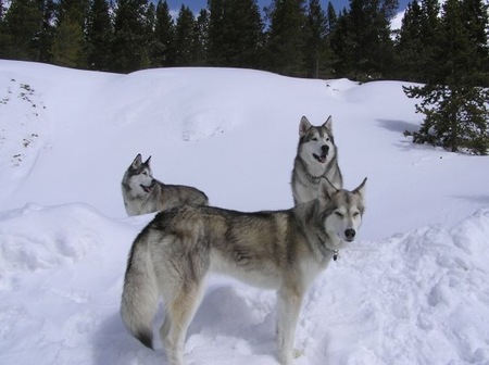 Endo, Storm, Powder