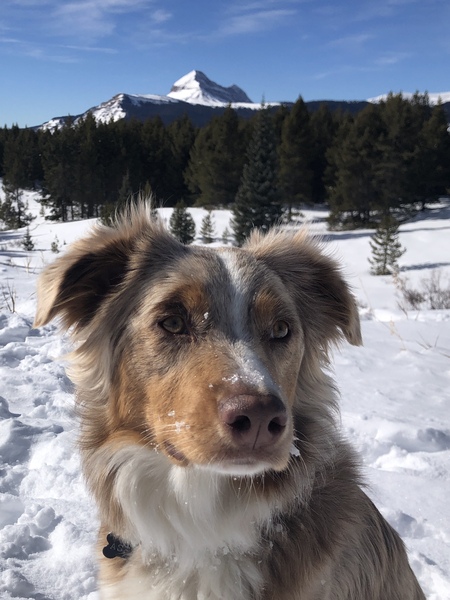 Aspen