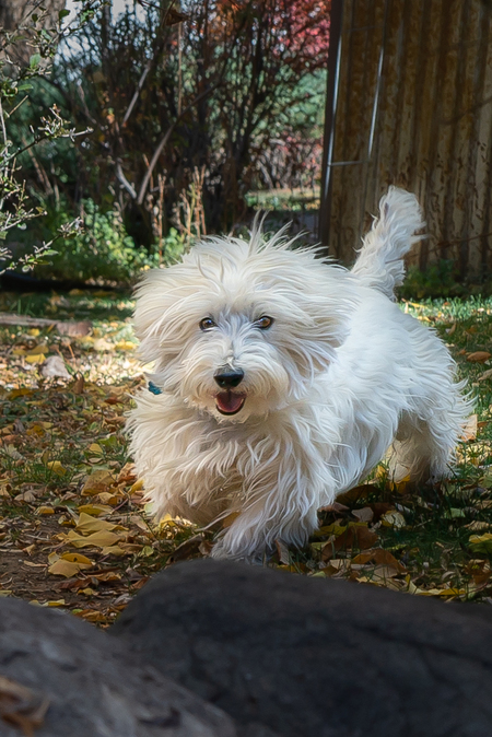 Sparky