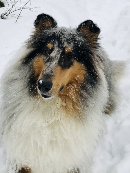 Odin