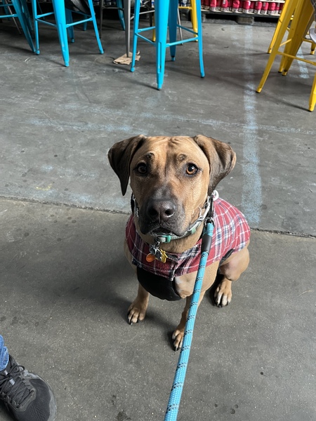 Koda
