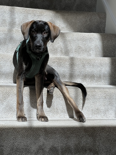 Dexter 