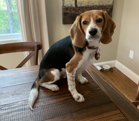Duke