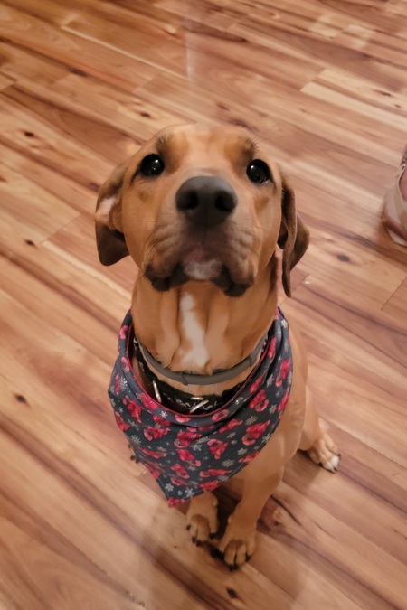 Harley