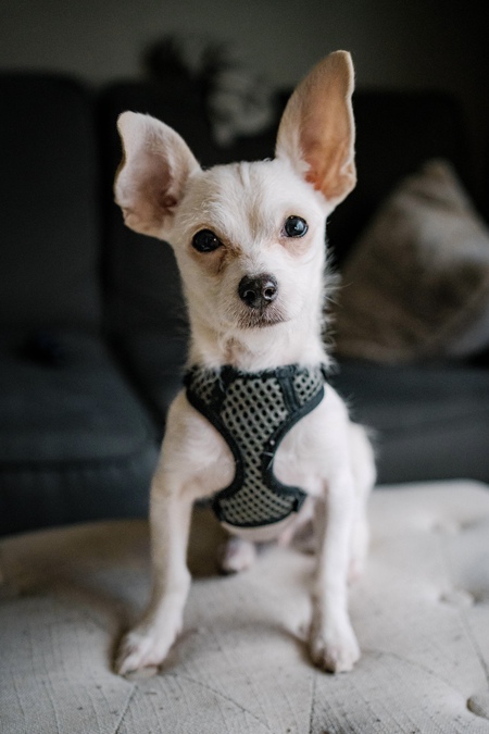 Opie