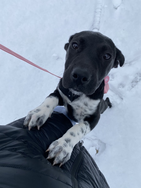 Phoebe (formerly Frost)