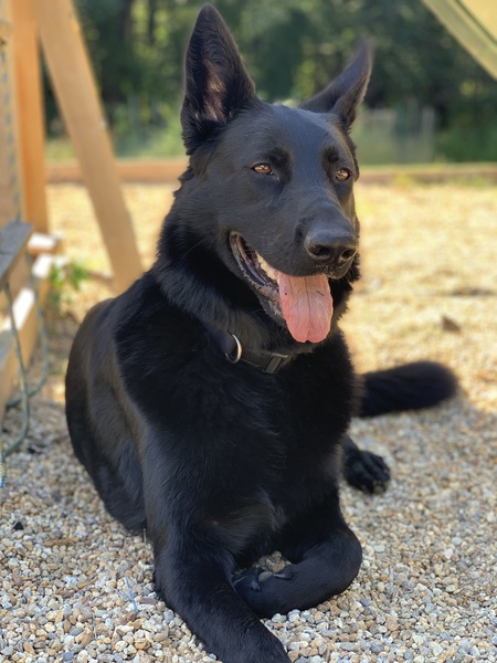 Koda