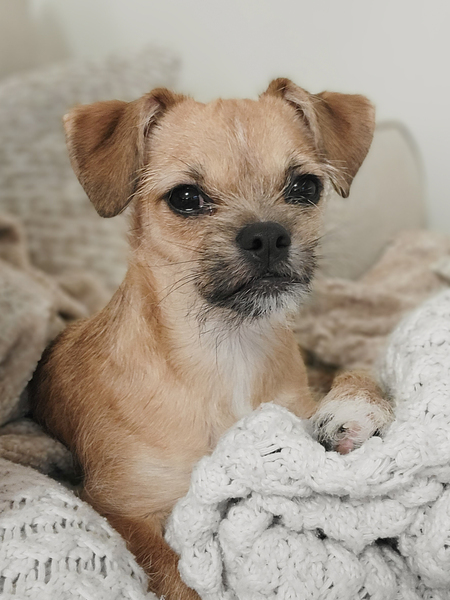 Frankie