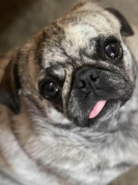Hazel